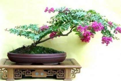 在哪里可以得到紫薇盆景？