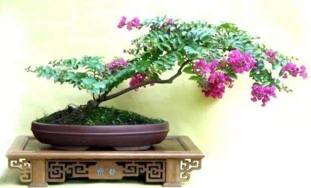 在哪里可以得到紫薇盆景?