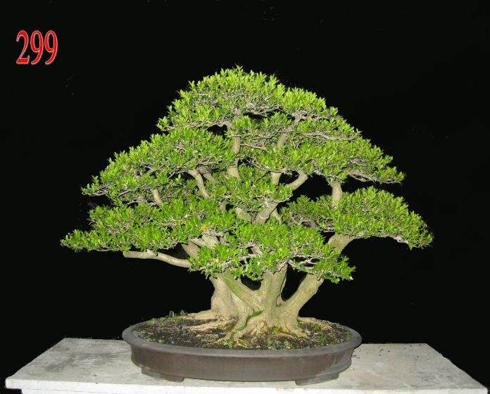 在朋友徐土虎老师的家里翻到一本《花木盆景》杂志