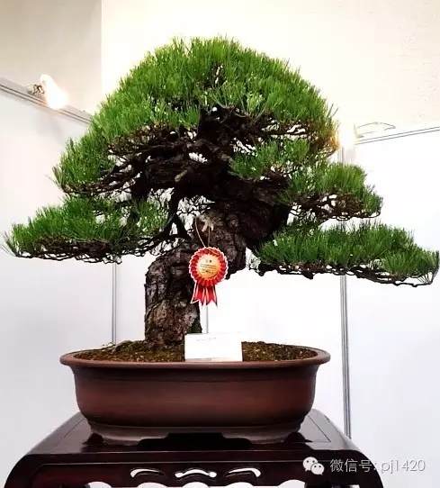 极具独特风格的盆景雅风展在日本京都拉开了帷幕