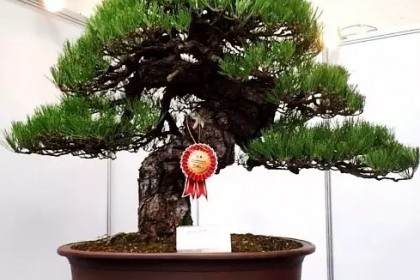 极具独特风格的盆景雅风展在日本京都拉开了帷幕