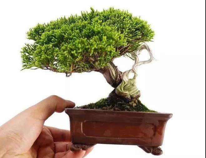 微型盆景得价格就是这么贵？