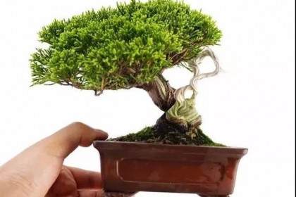 微型盆景得价格就是这么贵？