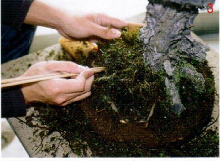 图解 通过更新土壤改善盆景的树作