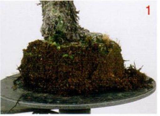 通过更新用土改善盆景的树作