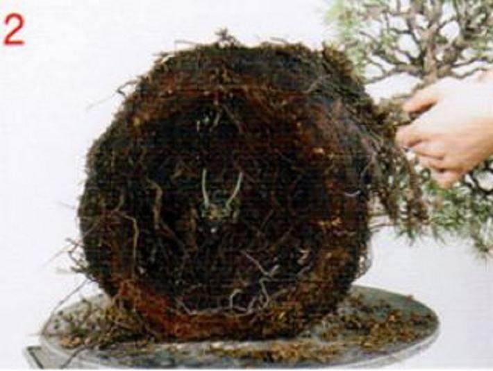 图解 通过更新土壤改善盆景的树作