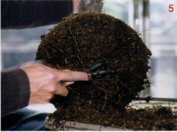 图解 通过更新土壤改善盆景的树作