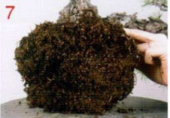 图解 通过更新土壤改善盆景的树作