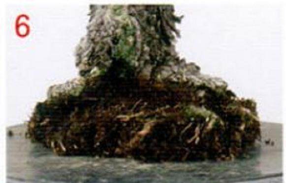 图解 通过更新土壤改善盆景的树作