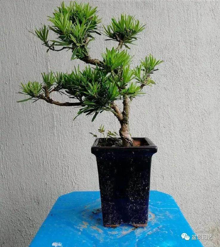 图解 精品罗汉松微型盆景怎么造型