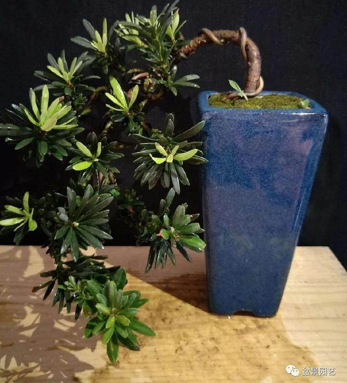 图解 精品罗汉松微型盆景怎么造型