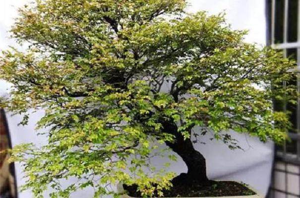 小叶紫檀盆景冬天如何防冻怎么养?