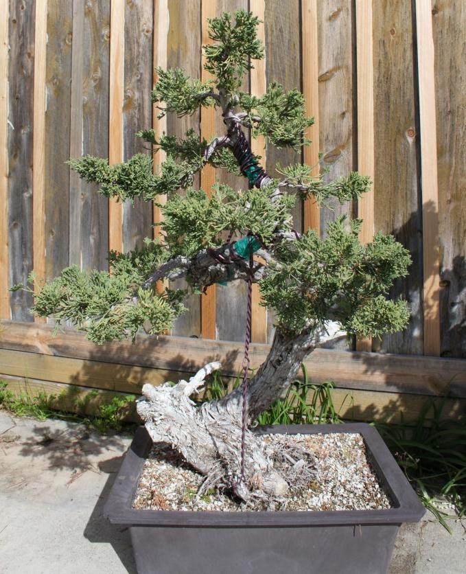 莲水杜松盆景的浇水和施肥