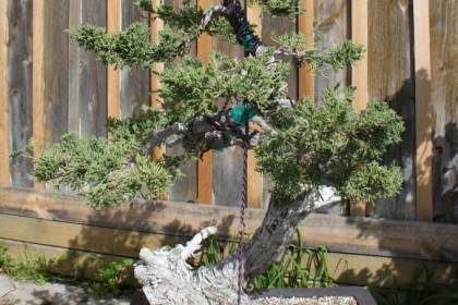 莲水杜松盆景的浇水和施肥