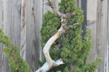 杜松盆景可以很容易地从插条中种植