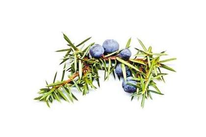 杜松子欧洲刺柏的成熟球果