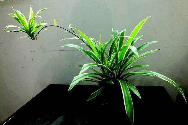 吊兰如何防止叶尖干枯