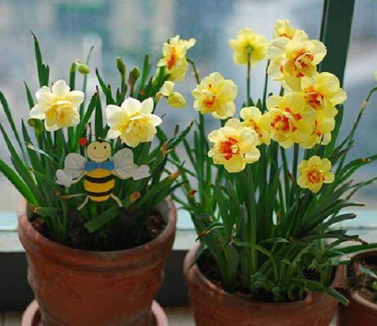 盆景开花结果问题谈(四)黑斑病