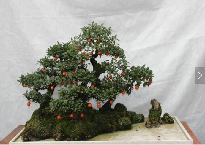 我栽养的金弹子盆景只开花，不结果？