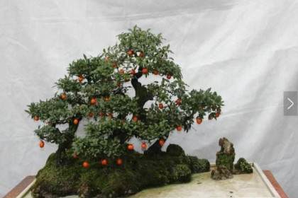 我栽养的金弹子盆景只开花 不结果