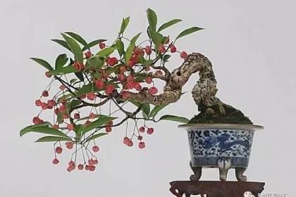 精致小巧的挂果盆景欣赏