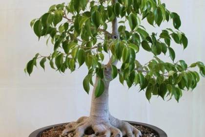 榕树绝对令人着迷 而榕树盆景永远不会被迷住