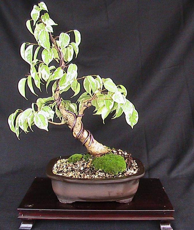 一旦你有了榕树盆景 就必须考虑土壤和盆栽