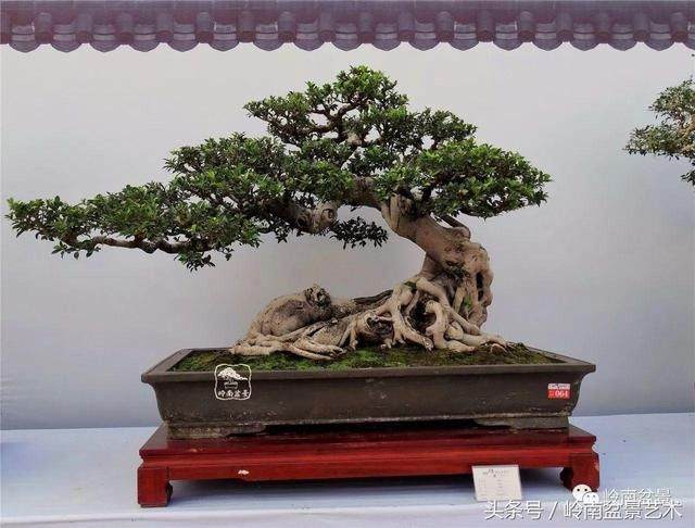 怎样给盆景题名?