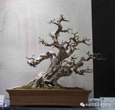 盆景题名的艺术