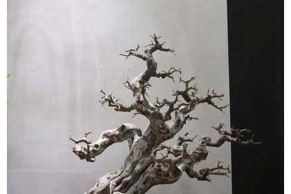 盆景题名的艺术