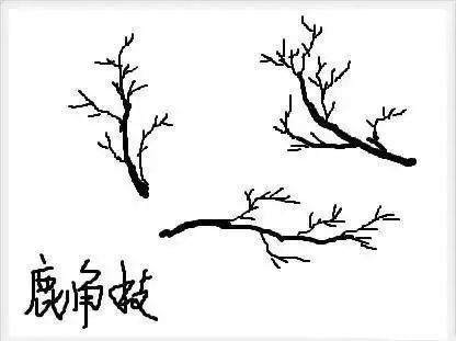 图解 树桩盆景怎么枝条造型的6个方法