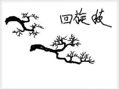 图解 树桩盆景怎么枝条造型的6个方法