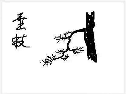 图解 树桩盆景怎么枝条造型的6个方法