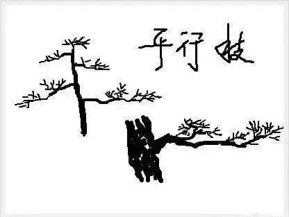 图解 树桩盆景怎么枝条造型的6个方法