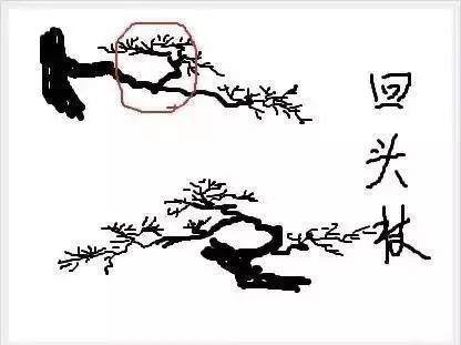 图解 树桩盆景怎么枝条造型的6个方法