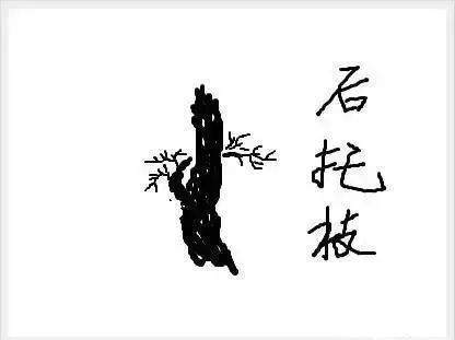 图解 树桩盆景怎么枝条造型的6个方法