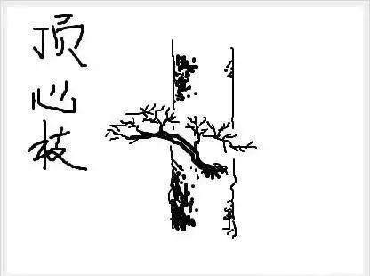 图解 树桩盆景怎么枝条造型的6个方法