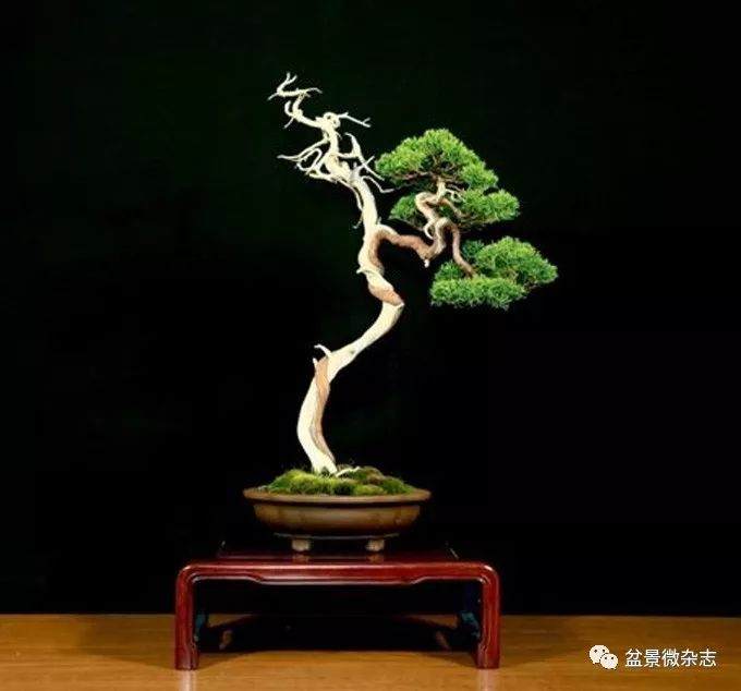 你知道盆景艺术形象的四维性是什么吗