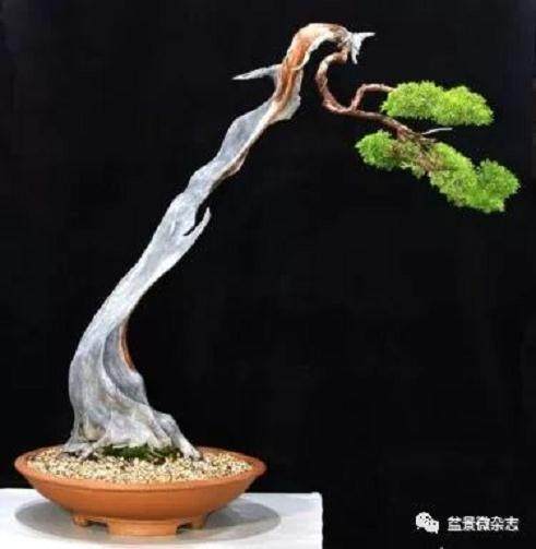 你知道盆景艺术形象的四维性是什么吗？