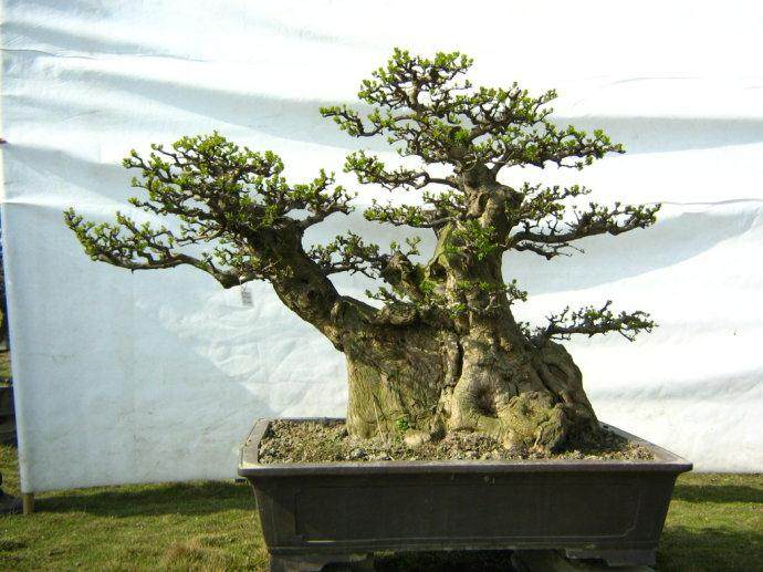 盆景陈设的原则和学问