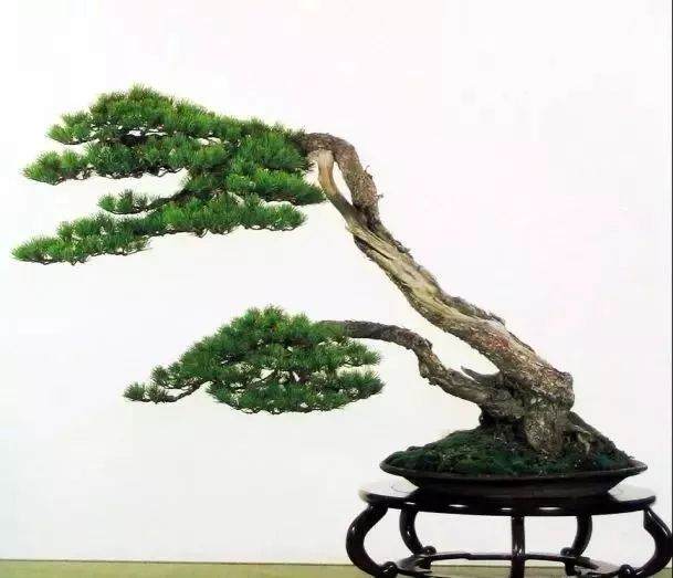 松树盆景的采桩与栽种