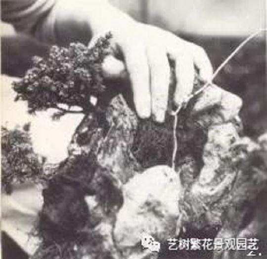 日式附石盆景的制作