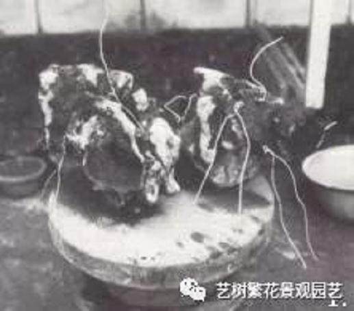 日式附石盆景的制作