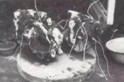 日式附石盆景怎么制作的4个步骤