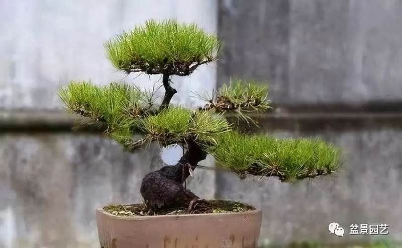 黑松盆景的浇水与施肥