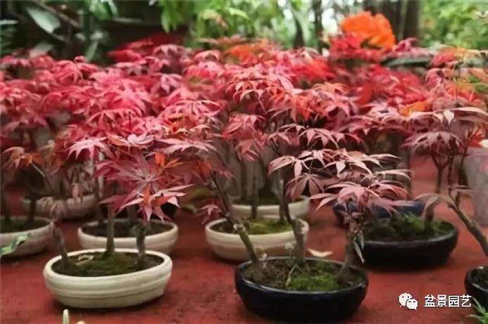 红枫盆景怎么摘叶 才能观赏性超高