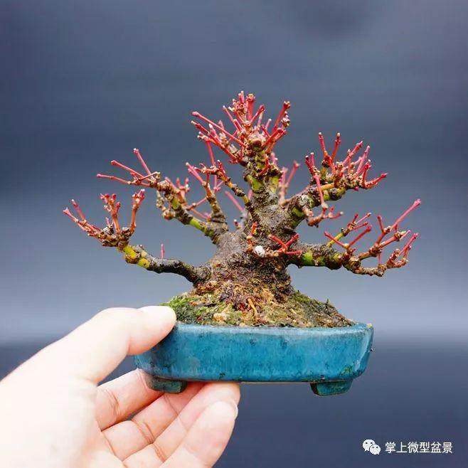 冬季盆景管理要点:浇水、施肥、修剪