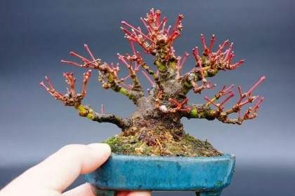 冬季盆景管理要点 浇水 施肥 修剪