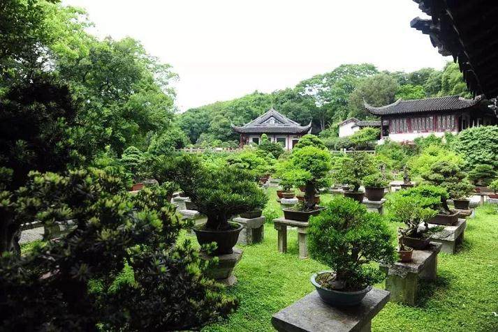 《传统里的那些人》访苏派盆景传承人王继强