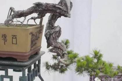 从根 树干 分支 顶端来欣赏盆景